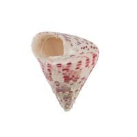 Ракушки декоративные ZLATKA / Blumentag 3 шт Trochus Maculatus DRF-023