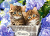 Пазл Castorland 60 Милые котята B-066087