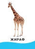 Разв.карточки. Животные (0+) ROS-20991