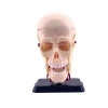 Анатомический набор Edu-Toys Голова TT-SK010