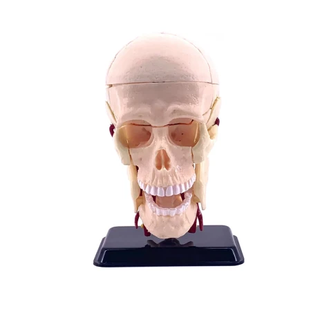 Анатомический набор Edu-Toys Голова TT-SK010