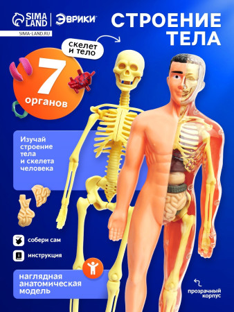 Набор для опытов ЭВРИКИ "Строение тела" №SL-00702B 2772939