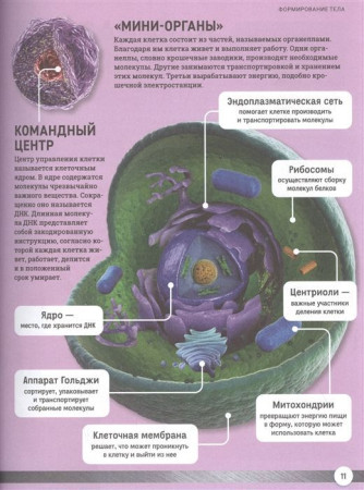 Книга: Как устроено твое тело ROS-38817