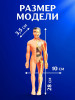 Набор для опытов ЭВРИКИ "Строение тела" №SL-00702B 2772939