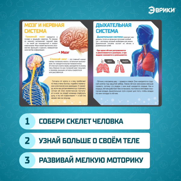 Набор для опытов ЭВРИКИ "Скелет человека" SIM-7647805