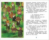 Книга: Рихтер Ю. Фрау Волле и аромат шоколада ROS-36583