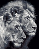 Набор для раскрашивания по номерам (холст на подрамнике) ФРЕЯ 50 х 40 см "Черно-белые львы" PNB/PL-367