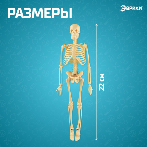 Набор для опытов ЭВРИКИ "Скелет человека" SIM-7647805