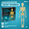 Набор для опытов ЭВРИКИ "Скелет человека" SIM-7647805