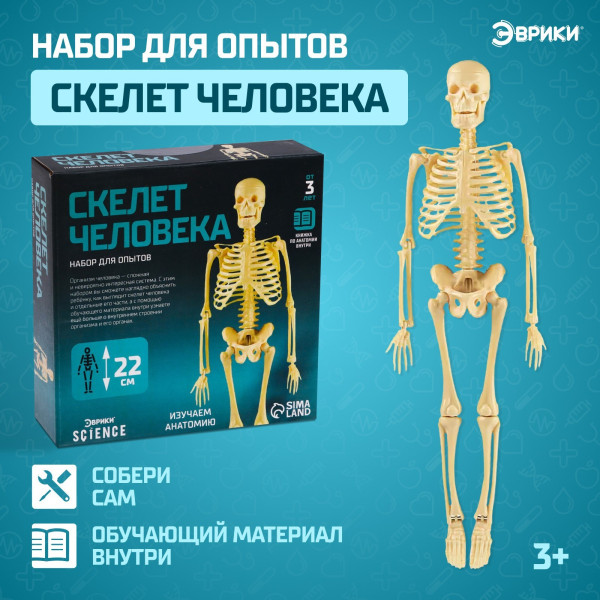 Набор для опытов ЭВРИКИ "Скелет человека" SIM-7647805