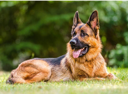 Пазл Castorland 300 German Shepherd B-030200